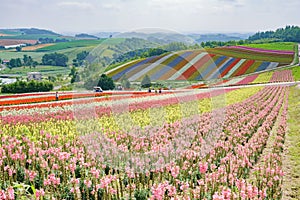 African Marigold, Salvia splendens blossom in rainbow lines in the famous and beautiful Panoramic Flower Gardens Shikisai-no-oka