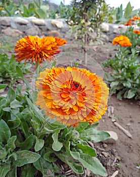 African Marigold at a small assam garden