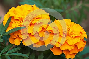 African marigold (Tagetes erecta)