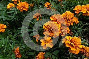 African marigold-Tagetes erecta L