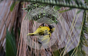 African masked weaver bird building his nest