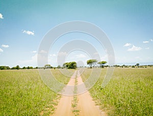 African meadow landscape road during safari drive in Tarangire National Park, Tanzania