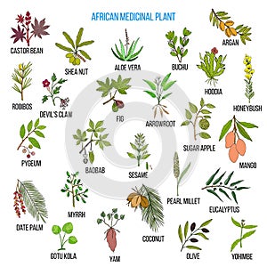 African medicinal plants photo