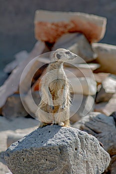 African meerkat is on duty at the burrow