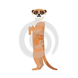 African meerkat isolated on white background. Portrait of cute wild watchful predatory animal. Gorgeous exotic desert