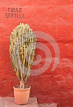 An African Milk Tree or Euphorbia resinifera photo
