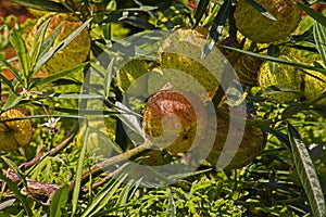 African milkweed (Gomphocarpus physocarpus) 15318 photo