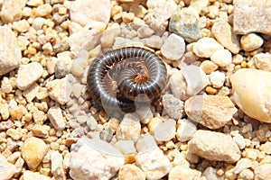 African millipede among the pebbles