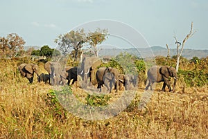 African miombo woodland with group elephants