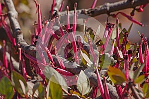 African Mistletoe (Tapinanthus oleifolius) 6851