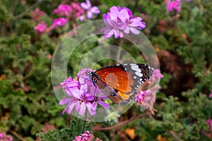 Mariposa naranja representado página borroso 