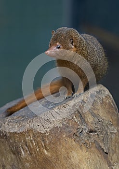 African mongoose is sitting on a tree stub. Portrait. Cute mongoose portrait closeup. Asia mongoose