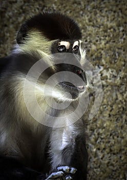 African Monkey Face Portrait