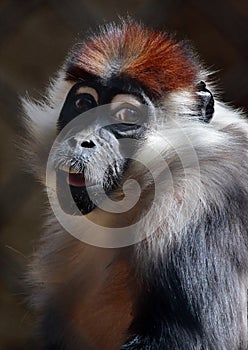 African Monkey Face Portrait