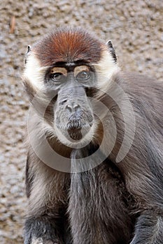 African Monkey Face Portrait