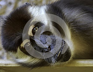 African Monkey Face Portrait