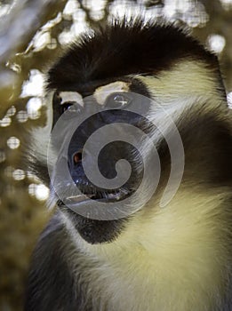 African Monkey Face Portrait