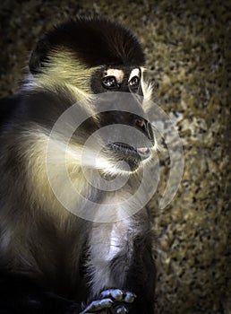 African Monkey Face Portrait