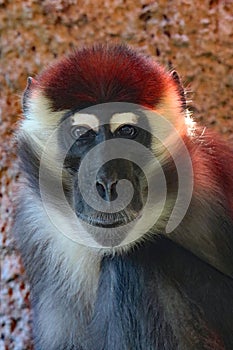 African Monkey Face Portrait