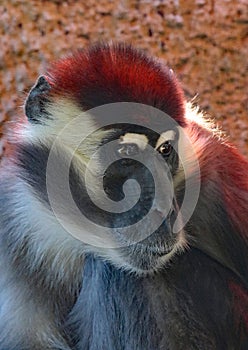 African Monkey Face Portrait