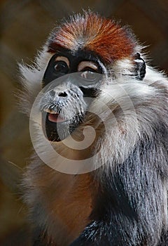 African Monkey Face Portrait