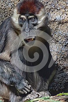 African Monkey Face Portrait