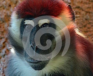 African Monkey Face Portrait