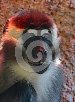 African Monkey Face Portrait