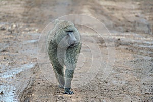 African monkey walking on road