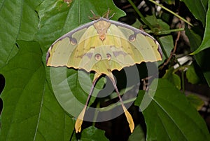 African Moon Moth (Argema mimosae)