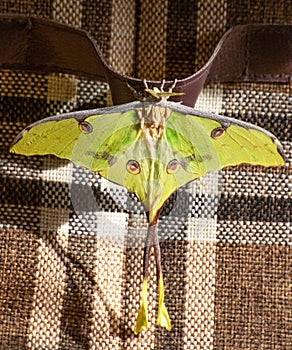 African moon moth isolated on white background