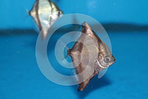 African moony (Monodactylus sebae) saltwater aquarium fish