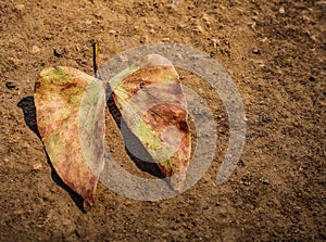 African Mopane leaf