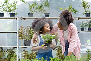 African mother and daughter is choosing vegetable and herb plant from the local garden center nursery with shopping cart full of