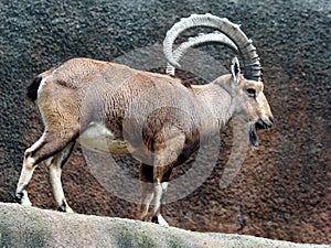 African Mountain Goat