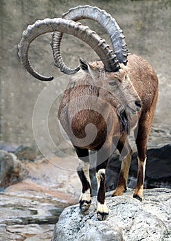 African Mountain Goat