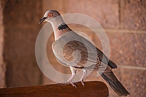 African Mourning Dove (Streptopelia decipiens) 14948