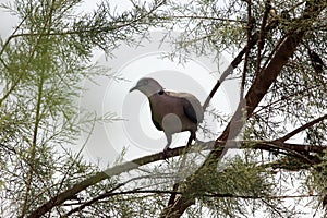 African mourning dove, Streptopelia decipiens