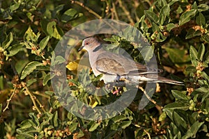 African Mourning Dove, streptopelia decipiens, Adult standing in Tree, Kenya