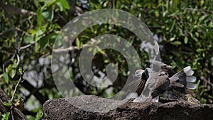 African Mourning Dove, streptopelia decipiens, Adults in flight, Baringo lake in Kenya,