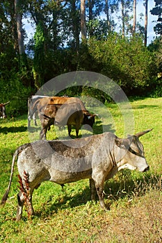 African Nguni bulls on pasture