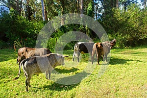 African Nguni bulls walk away