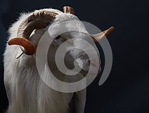 African Nigerian Sallah white isolated ram