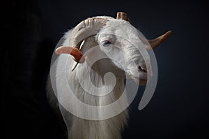 African Nigerian Sallah white isolated ram