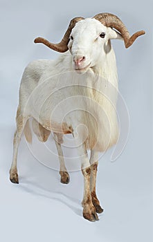 African Nigerian Sallah white  ram