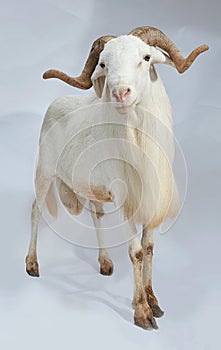 African Nigerian Sallah white  ram