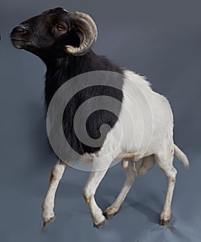 African Nigerian Sallah white  ram