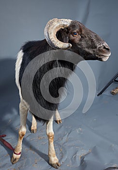 African Nigerian Sallah white  ram