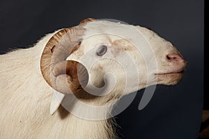 African Nigerian Sallah white  ram