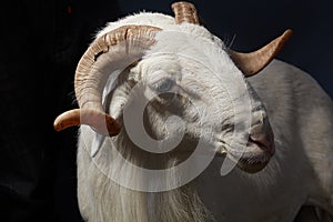 African Nigerian Sallah white  ram